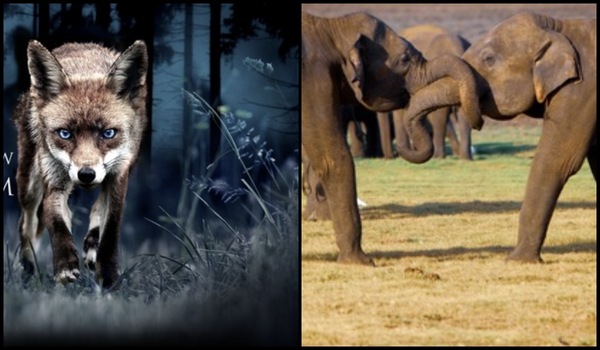 Top wildlife documentaries that serve as a must-watch on OTT right now