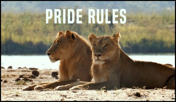 Pride Rules