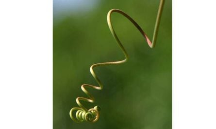 Jake Paul rose to prominence through which popular social media platform?