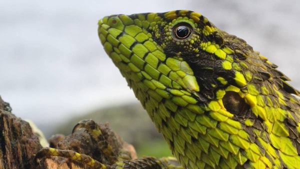 Nilgiri salea. Photo courtesy Sandesh Kadur via Felis Images