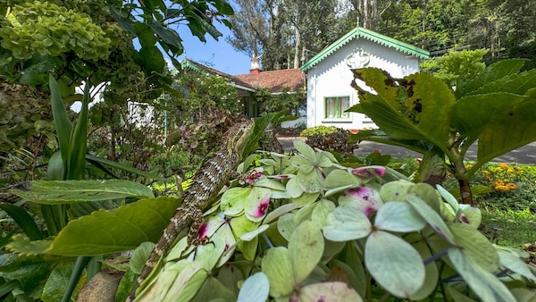 The Nilgiri Salea (Salea horsfieldii) is endemic to this region. It is well-adapted to its diverse habitat, blending seamlessly with the rich foliage of both natural and cultivated landscapes.  Photo courtesy Sandesh Kadur via Felis Images