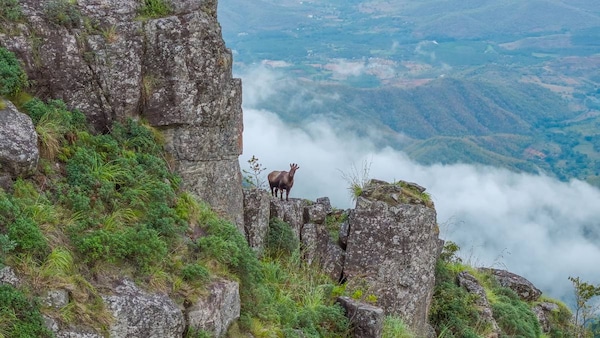 The mountain monarch, the Nilgiri Tahr (Nilgiritragus hylocrius), is endemic to the Western Ghats. They are master climbers and, when threatened, will make their way up near vertical cliff faces where their predators cannot reach them. Photo courtesy Sandesh Kadur/Felis Images