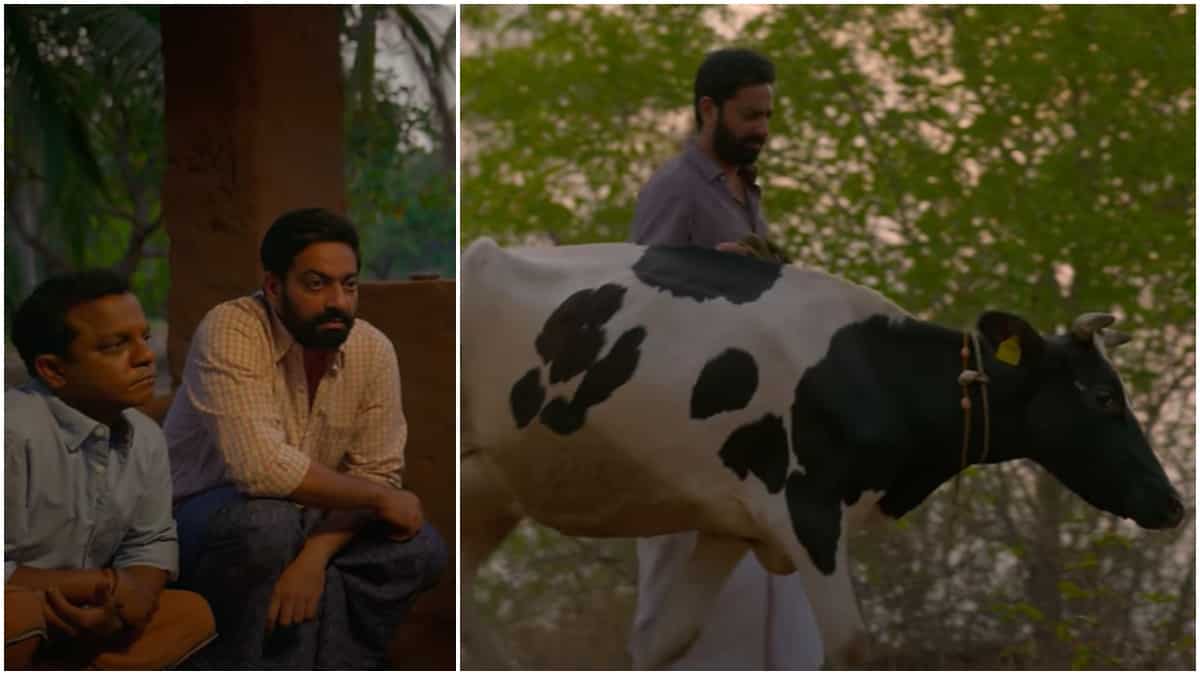 First song of Porattu Nadakam shows Saiju Kurup giving a cow utmost care for unclear reasons