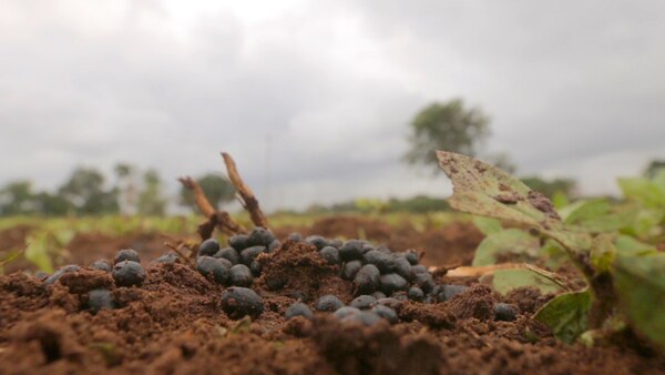 Sheep droppings. Still from Herd Walk