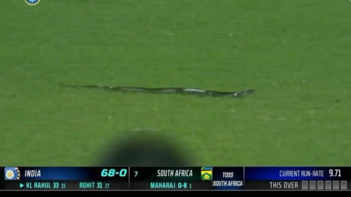 IND vs SA: Snake caught on camera interrupting match between India and South Africa - watch
