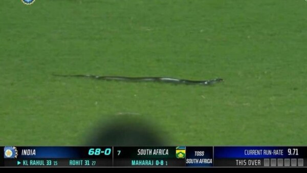 IND vs SA: It's a bird, it's a dog, no its a SNAKE at Guwahati stadium during 2nd T20I game