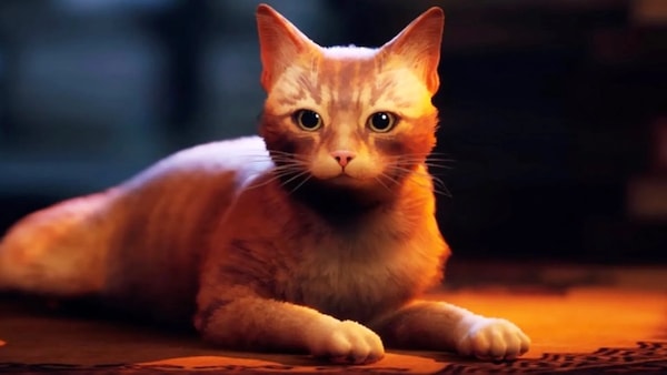 Now imagine that cat face with Kevin Hart or Dwayne Johnson's voice