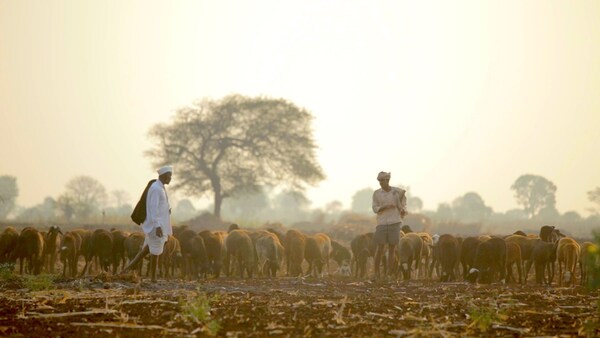 Sheep Sustained Their Tribe. But The Next Gen Has No Time For Herding