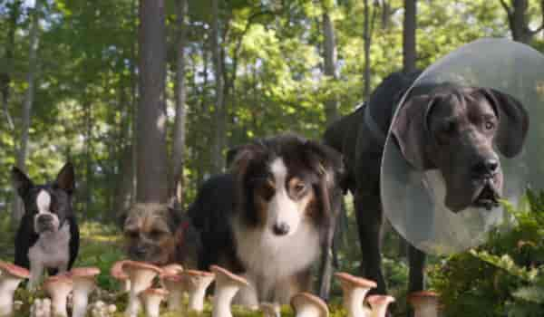 Strays OTT release date – Watch Will Ferrel’s live-action dog movie on THIS platform