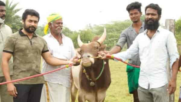 Suriya and Vetri Maaran with a Jallikattu bull