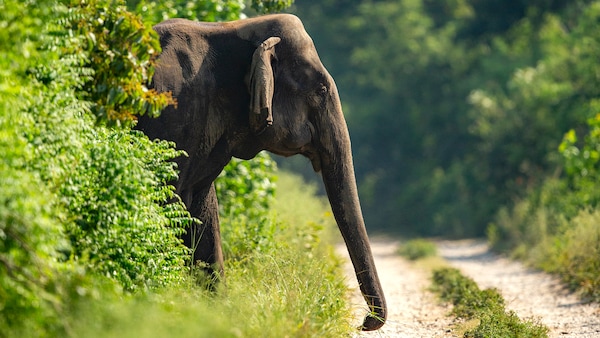 Wildlife photography by Suyash Keshari