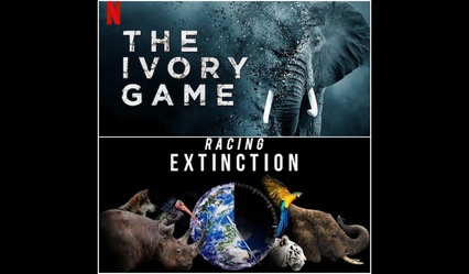 From Sherni to My Octopus Teacher – Here are 6 must-watch films on wildlife crimes