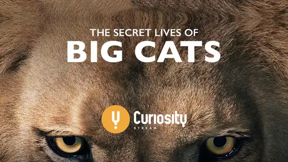 The Secret Lives Of Big Cats