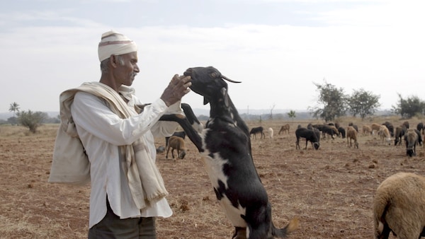 Vajir Demannawer. Still from Herd Walk