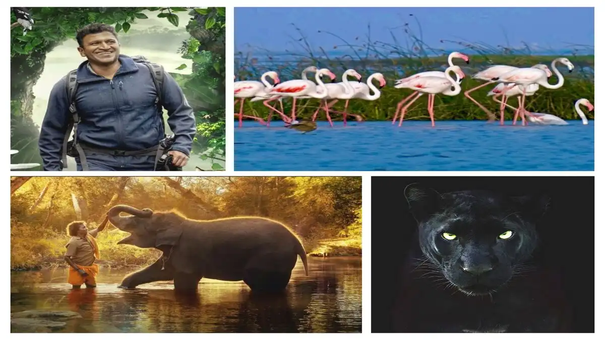 World Wildlife Day 2023: 8 recent Indian documentaries you need to watch