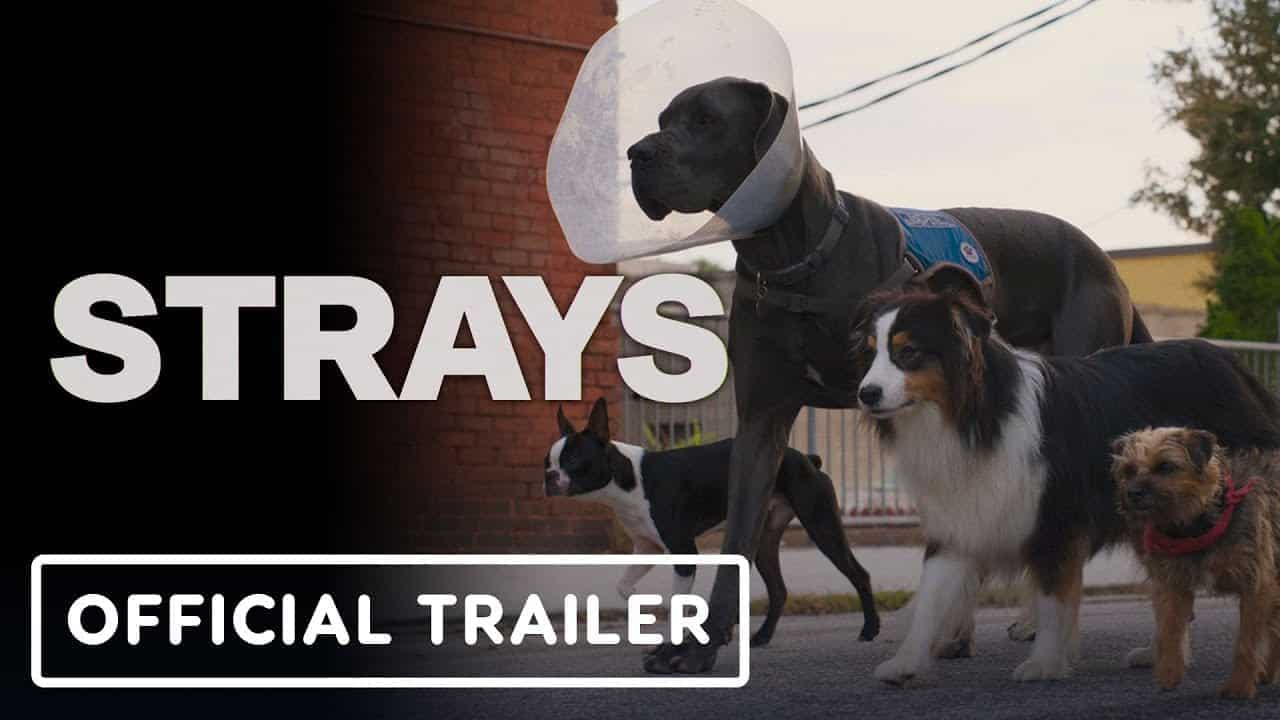 Strays 2023 Cast, Trailer, Videos & Reviews