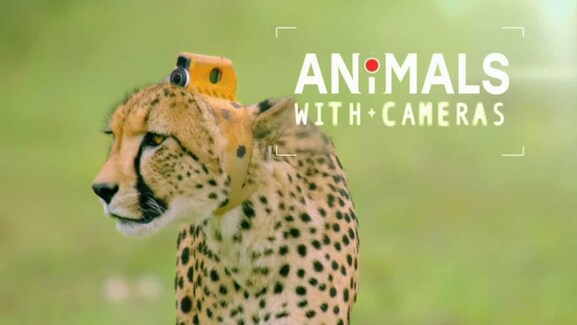 Animals with Cameras Season 2