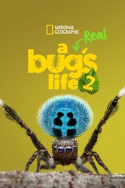 A Real Bug's Life