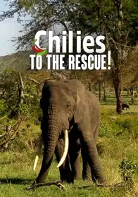 Chilies to the Rescue (Easing the Human-Elephant Conflict)