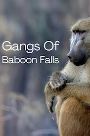 Gangs Of Baboon Falls
