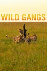Wild Gangs