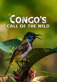 Congo's Call Of The Wild