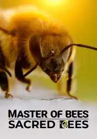 Master of Bees: Sacred Bees