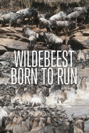 Wildebeest: Born To Run