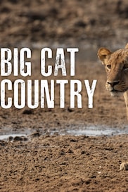 Big Cat Country
