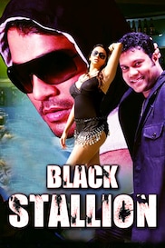 Black Stallion -Mini Movie