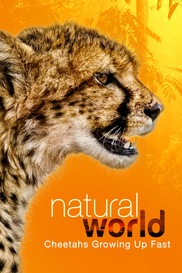 Natural World: Weasels - Feisty And Fearless