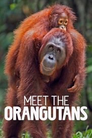 Meet The Orangutans
