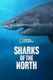 Sharks of the North