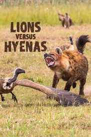 Lions Versus Hyenas