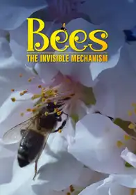 BEES THE INVISIBLE MECHANISM