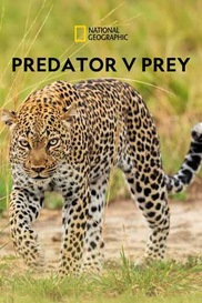 Predator V Prey