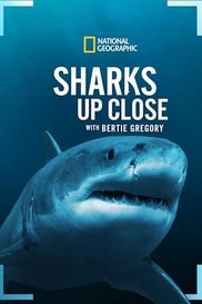 Sharks Up Close with Bertie Gregory