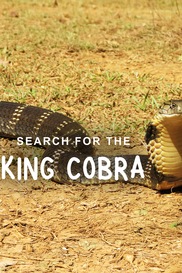 Search for the King Cobra