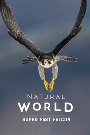 Natural World: Super Fast Falcon