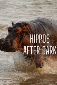 Hippos After Dark