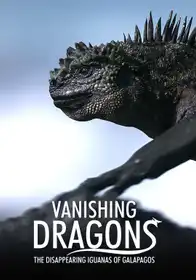 Vanishing Dragons - The Disappearing Iguanas Of Galapagos