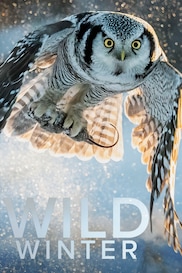 Wild Winter