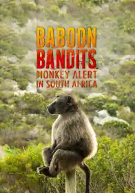 Baboon Bandits: Monkey Alert in South Africa