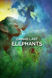 China's Last Elephants