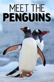 Meet The Penguins