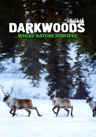 Darkwoods Where Nature Survives