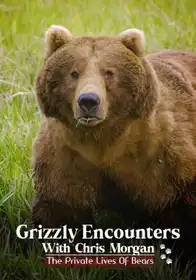 Grizzly Encounters With Chris Morgan: The Private Life Of Bears
