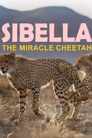 Sibella: The Miracle Cheetah