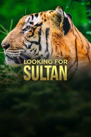 Tigers - Looking For Sultan