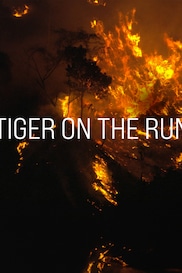 Tiger on the Run